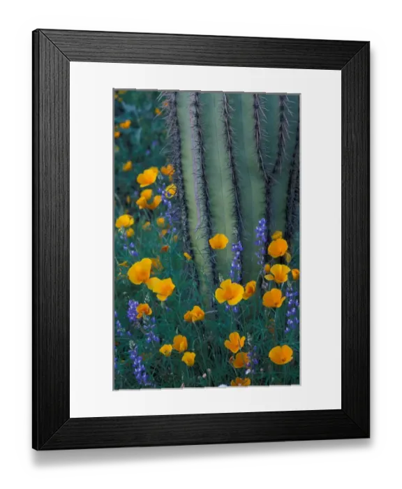 Framed Print : North America, USA, Arizona, Organ Pipe Cactus National Monument Mexican poppies Framed Print : North America, USA, Arizona, Organ Pipe Cactus National Monument Mexican poppies