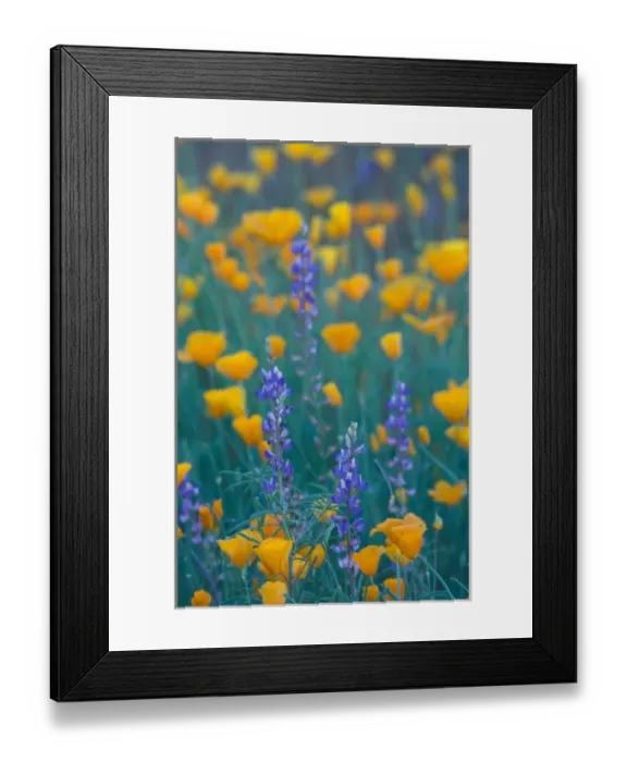 Framed Print : North America, USA, Arizona, Organ Pipe Cactus National Monument Mexican poppies Framed Print : North America, USA, Arizona, Organ Pipe Cactus National Monument Mexican poppies