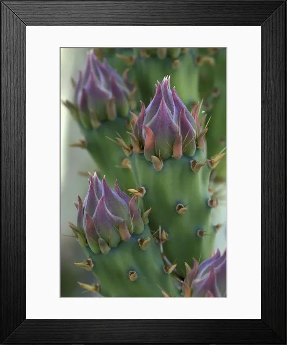 Framed Print : NA, USA, Arizona, Saguaro NP Engelmanns prickly pear (Opunita phaeacantha var Framed Print : NA, USA, Arizona, Saguaro NP Engelmanns prickly pear (Opunita phaeacantha var
