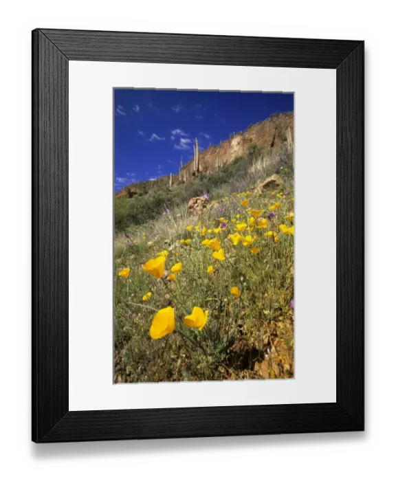 Framed Print : Desert poppies Arizona, USA