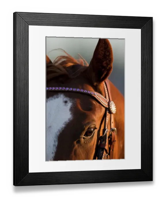 Framed Print : USA, Arizona, Taylor, Setting sun lights rodeo horse standing in paddock at annual