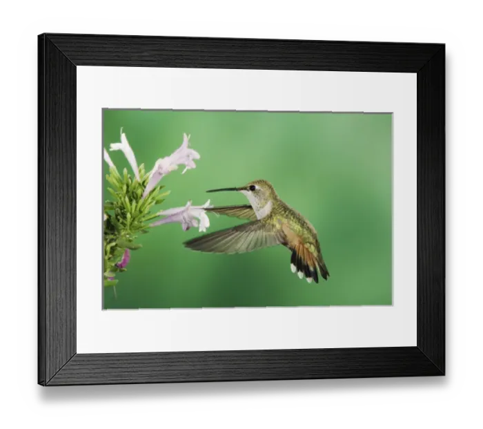 Framed Print : Rufous Hummingbird, Selasphorus rufus, immature in flight feeding on Mexican Oregano Framed Print : Rufous Hummingbird, Selasphorus rufus, immature in flight feeding on Mexican Oregano