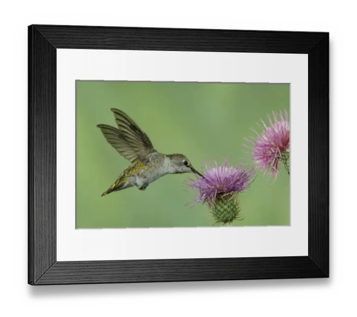Framed Print : Female at Thistle, Paradise, Chiricahua Mountains, Arizona, USA Framed Print : Female at Thistle, Paradise, Chiricahua Mountains, Arizona, USA