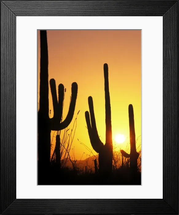 Framed Print : N. A. USA, AZ, Saguaro NP, Saguaro Sunset