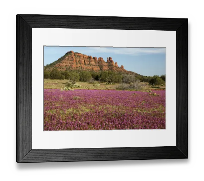 Framed Print : Owl clover blooming in the high desert, Sedona, Arizona, at the Cockscomb Framed Print : Owl clover blooming in the high desert, Sedona, Arizona, at the Cockscomb