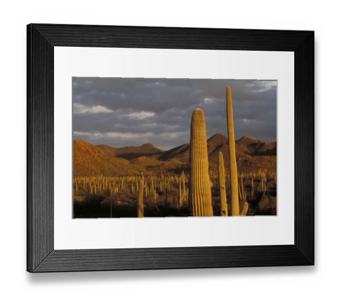 Framed Print : NA, USA, Arizona, Tucson Saguaro cactus Framed Print : NA, USA, Arizona, Tucson Saguaro cactus