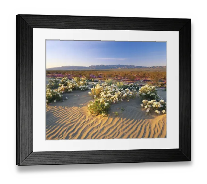 Framed Print : 06. Flowers growing on dessert landscape, Anza Borrego Desert State Park