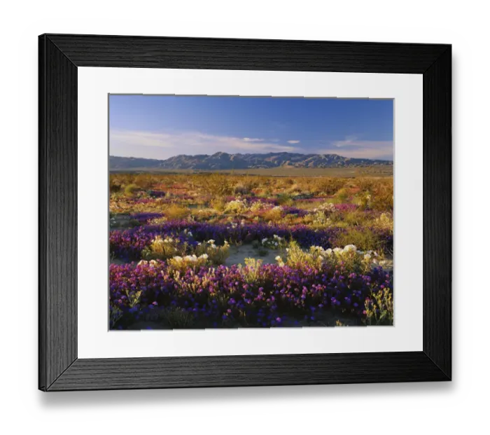 Framed Print : 06. California, Anza Borrego Desert State Park