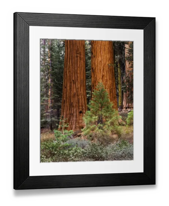 Framed Print : USA, California, Yosemite National Park, View of Giant Sequoias (Sequoiadendron giganteum)