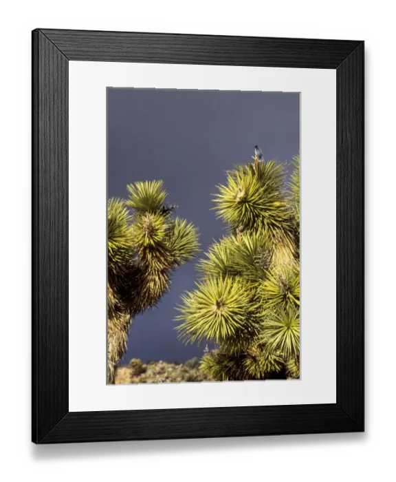Framed Print : California: Joshua Tree National Monument, Black Rock Canyon, Mohave Desert, Scrub Jay Framed Print : California: Joshua Tree National Monument, Black Rock Canyon, Mohave Desert, Scrub Jay
