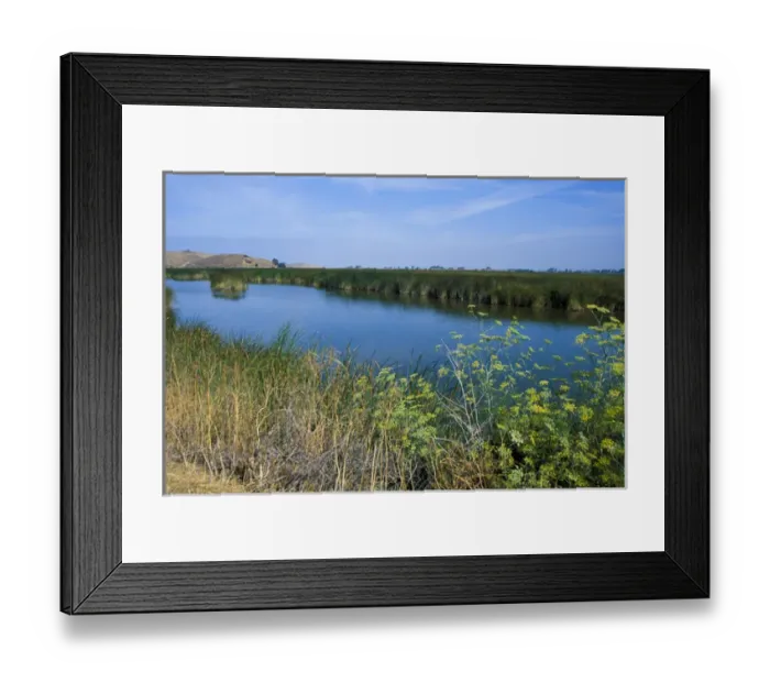 Framed Print : Tule reed wetlands was a source of building materials for the Ohlone Costanoan tribes Framed Print : Tule reed wetlands was a source of building materials for the Ohlone Costanoan tribes