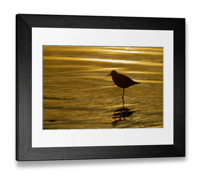 Framed Print : USA, California, La Jolla Shores. Silhouette of black-bellied plover standing Framed Print : USA, California, La Jolla Shores. Silhouette of black-bellied plover standing