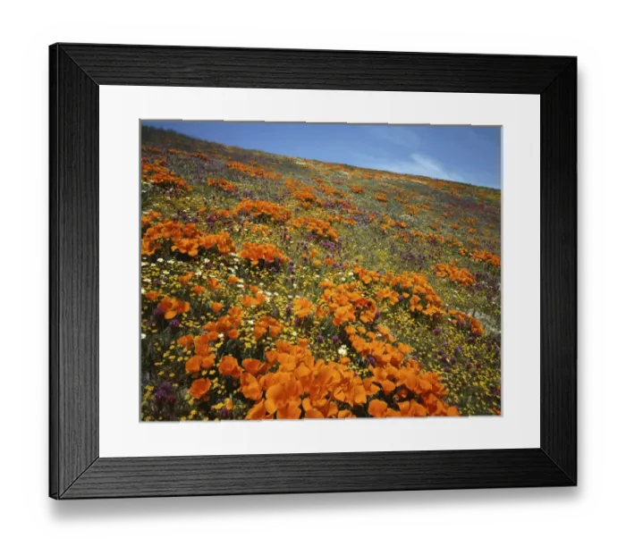 Framed Print : USA, California, Tehachapi Mountains, Wildflowers Framed Print : USA, California, Tehachapi Mountains, Wildflowers
