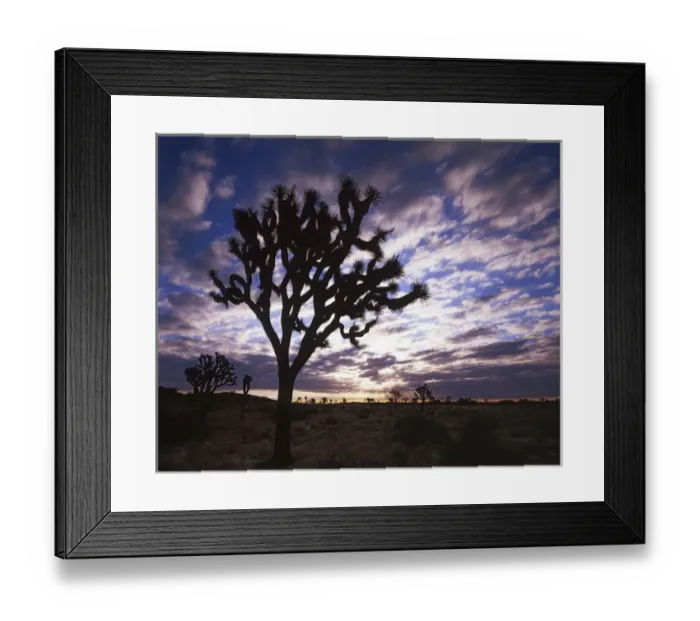 Framed Print : USA, California, Joshua Tree National Park, Joshua Trees