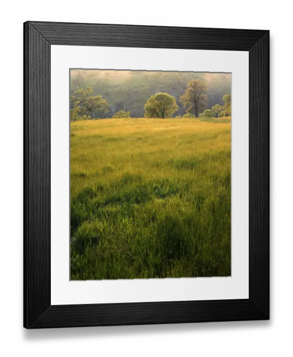 Framed Print : USA, California, Sacramento County, Springtime Oaks Framed Print : USA, California, Sacramento County, Springtime Oaks