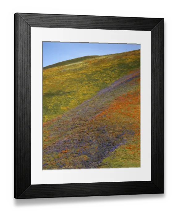 Framed Print : USA, California, Tehachapi Mountains, California Poppies and Globe Gilia Framed Print : USA, California, Tehachapi Mountains, California Poppies and Globe Gilia