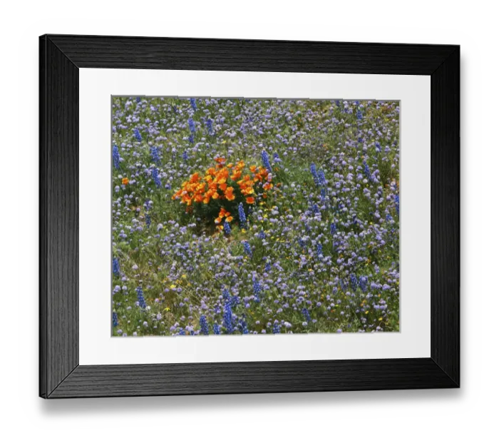 Framed Print : USA, California, Antelope Valley, Lupine and Globe Gilia surround California Poppies Framed Print : USA, California, Antelope Valley, Lupine and Globe Gilia surround California Poppies