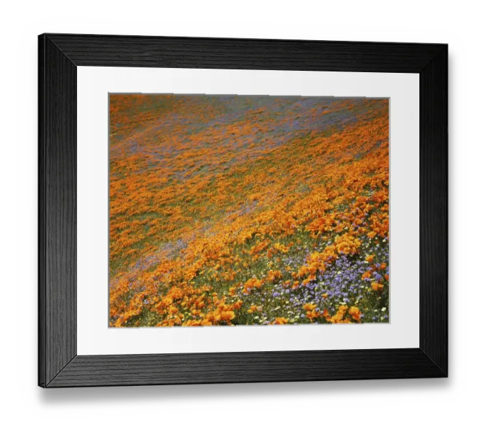 Framed Print : USA, California, Tehachapi Mountains, California Poppies and Globe Gilia