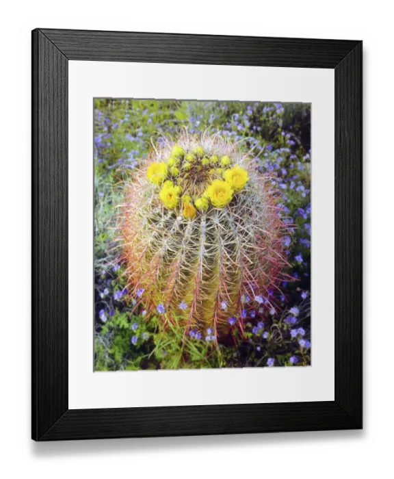Framed Print : USA, California, San Diego. Blooming barrel cactus in Anza-Borrego Desert State Park Framed Print : USA, California, San Diego. Blooming barrel cactus in Anza-Borrego Desert State Park