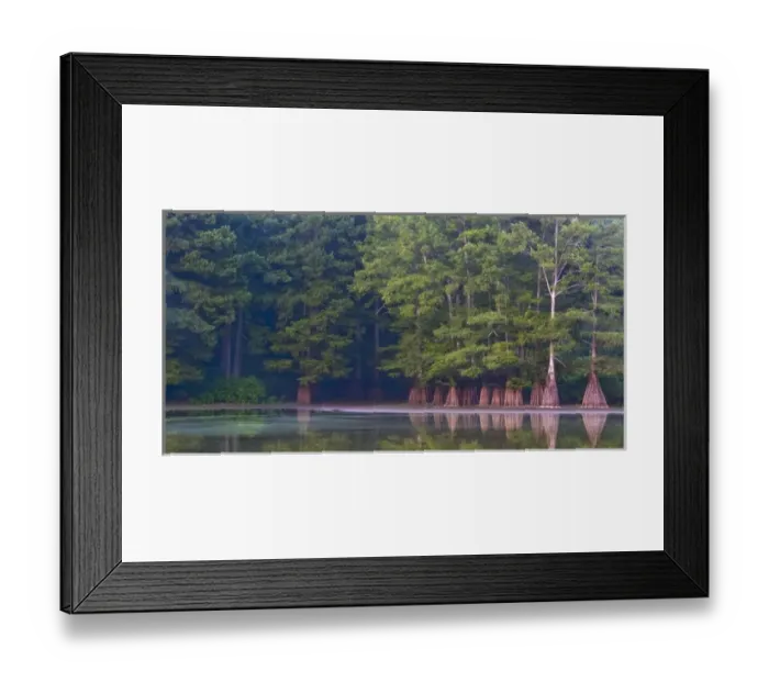 Framed Print : Cypress swamp along the White River in Arkansas. Part of the White River National Framed Print : Cypress swamp along the White River in Arkansas. Part of the White River National