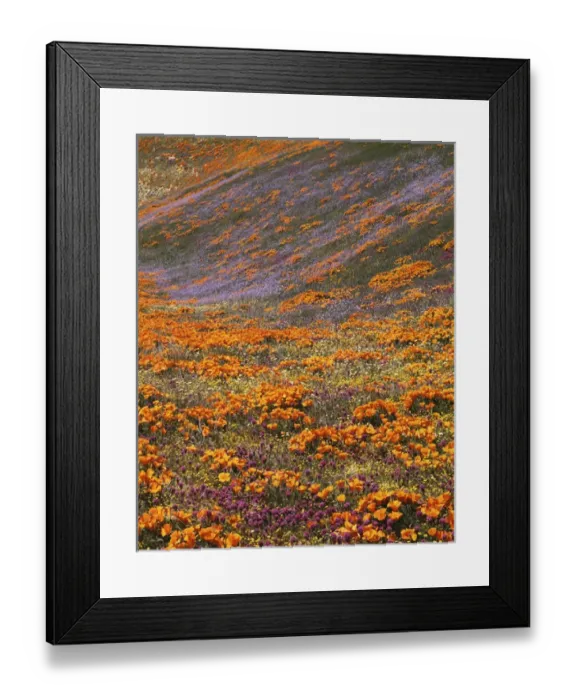Framed Print : USA, California, Tehachapi Mountains, California Poppies, Owls Clover and Globe Framed Print : USA, California, Tehachapi Mountains, California Poppies, Owls Clover and Globe
