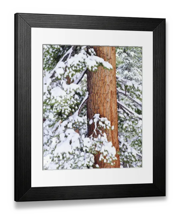Framed Print : USA, California, Sierra Nevada Mountains. Fresh snow on red fir trees. Credit as Framed Print : USA, California, Sierra Nevada Mountains. Fresh snow on red fir trees. Credit as