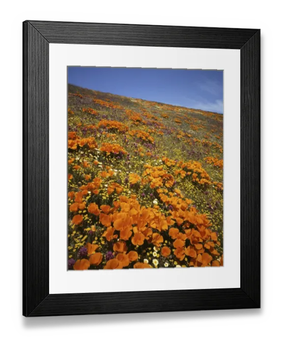 Framed Print : USA, California, Tehachapi Mountains, Wildflowers