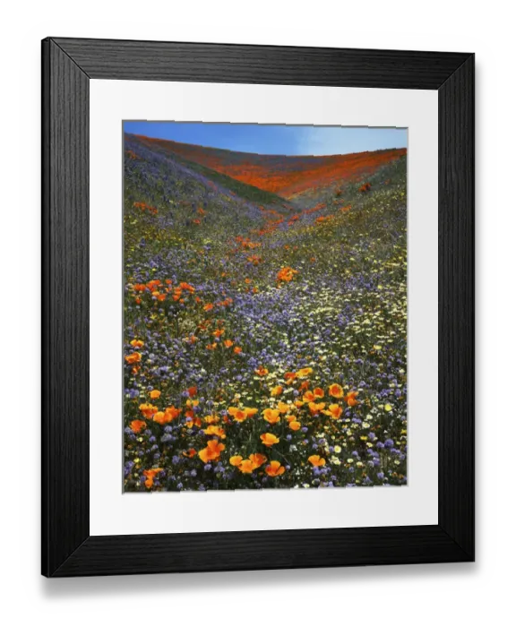 Framed Print : USA, California, Tehachapi Mountains, California poppies, Goldfields and Globe Gilia