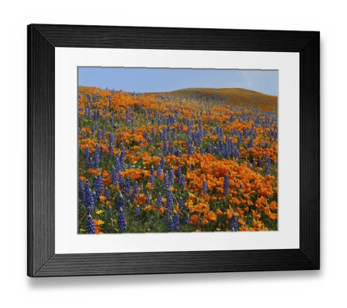 Framed Print : USA, California, Tehachapi Mountains California Poppies, Lupine and Goldfields Framed Print : USA, California, Tehachapi Mountains California Poppies, Lupine and Goldfields