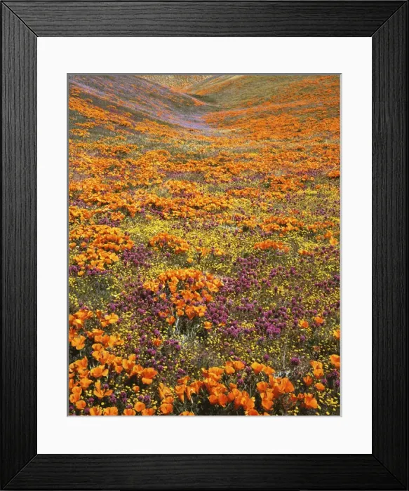 Framed Print : USA, California, Tehachapi Mountains, California Poppies, Owls Clover and Goldfields