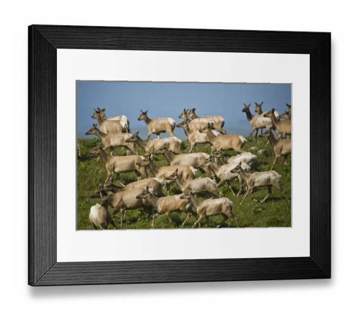 Framed Print : USA, California, Point Reyes National Seashore. Tule elk herd Framed Print : USA, California, Point Reyes National Seashore. Tule elk herd