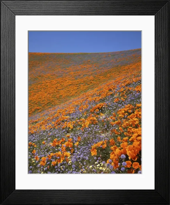 Framed Print : USA, California, Tehachapi Mountains, California poppies, Goldfields and Globe Gilia