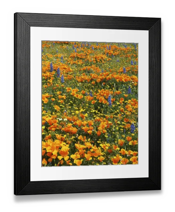 Framed Print : USA, California, Antelope Valley, Wildflowers Framed Print : USA, California, Antelope Valley, Wildflowers