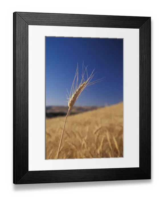 Framed Print : Lone Wheat sprig reaches above a wheat field in Walla Walla County, WA, USA Framed Print : Lone Wheat sprig reaches above a wheat field in Walla Walla County, WA, USA