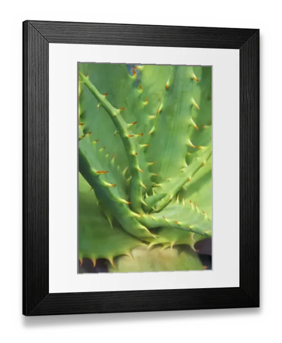 Framed Print : Aloe Vera Plant Detail, shallow focus Framed Print : Aloe Vera Plant Detail, shallow focus