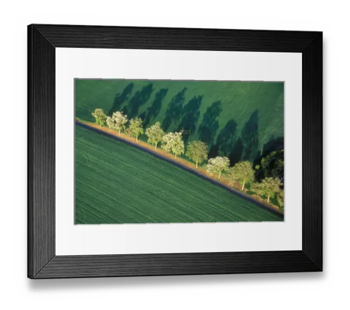 Framed Print : USA, Washington, Walla Walla County. A line of trees follows an old farm road in