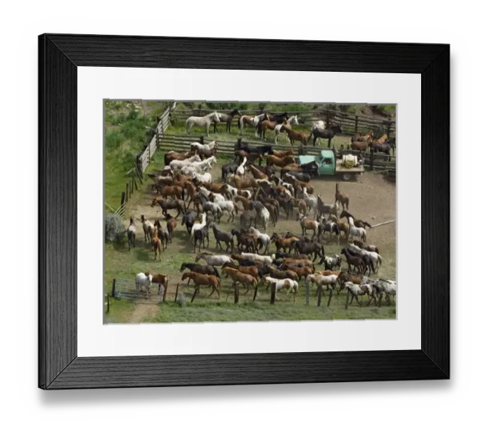 Framed Print : USA, Washington, Malaga, Penned horses in a corral after roundup. Credit as: Dennis Framed Print : USA, Washington, Malaga, Penned horses in a corral after roundup. Credit as: Dennis