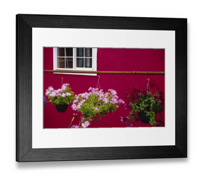 Framed Print : USA, Washington, Bellingham, Petunias in hanging pots by red wall. Credit as: Steve Framed Print : USA, Washington, Bellingham, Petunias in hanging pots by red wall. Credit as: Steve