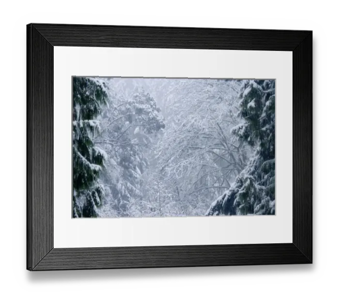 Framed Print : USA, Washington, Seabeck. Snowstorm in a foggy forest. Credit as: Don Paulson / Jaynes Framed Print : USA, Washington, Seabeck. Snowstorm in a foggy forest. Credit as: Don Paulson / Jaynes