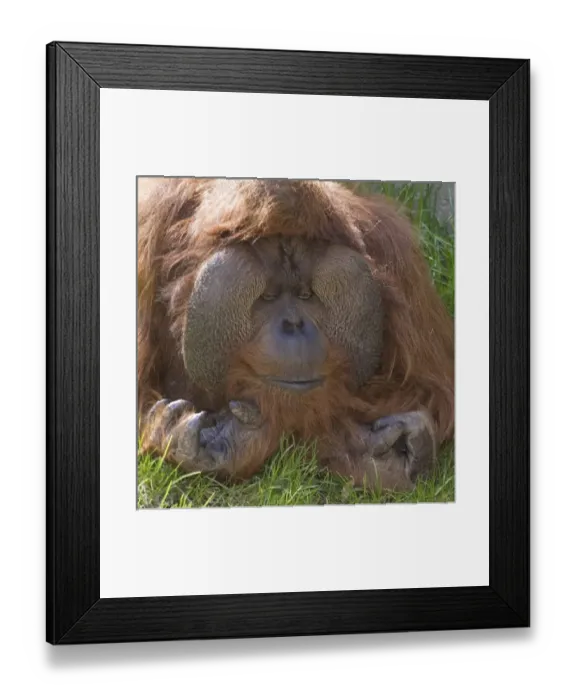 Framed Print : USA, Washington, Seattle. Close-up of male orangutan at the Woodland Park Zoo. Credit as Framed Print : USA, Washington, Seattle. Close-up of male orangutan at the Woodland Park Zoo. Credit as