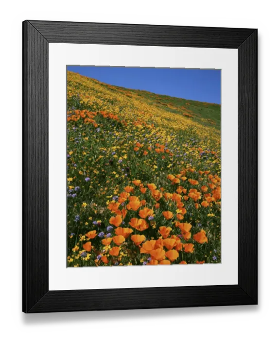Framed Print : USA, California, Tehachapi Mountains, California Poppies, Goldfields and Globe Gilia
