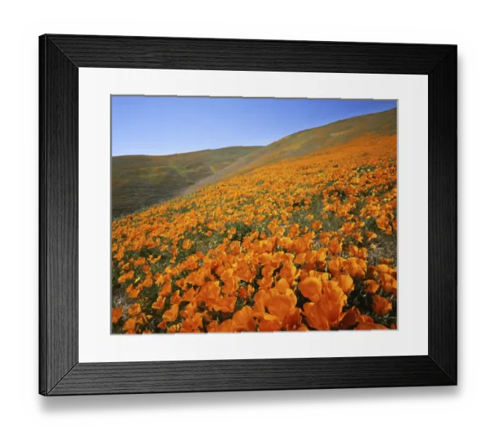 Framed Print : USA, California, Tehachapi Mountains, California Poppies Framed Print : USA, California, Tehachapi Mountains, California Poppies