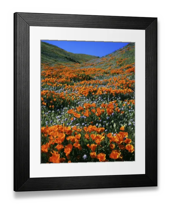 Framed Print : USA, California, Tehachapi Mountains, California Poppies and Globe Gilia Framed Print : USA, California, Tehachapi Mountains, California Poppies and Globe Gilia