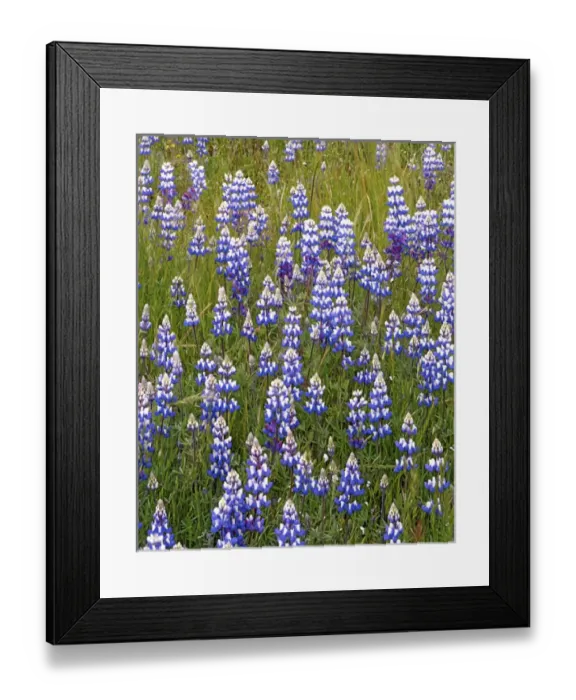 Framed Print : USA, California, Los Padres National Forest, Lupine