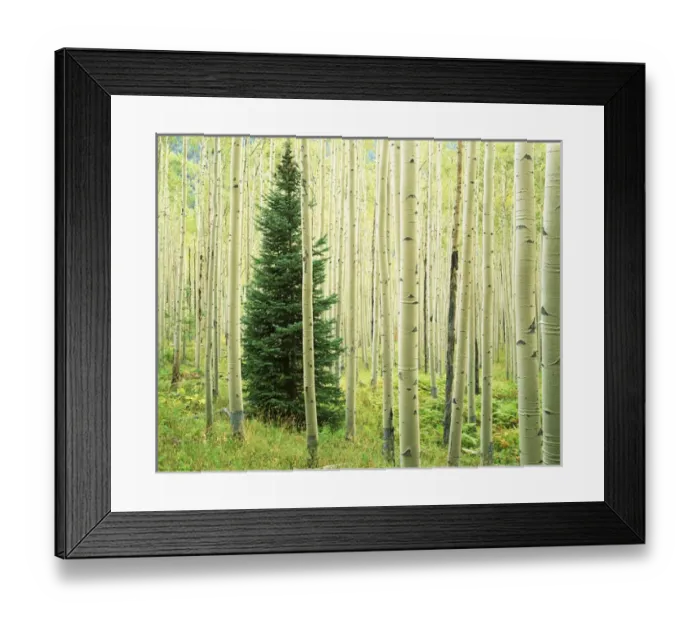Framed Print : USA, Colorado, White River National Forest, Silver FIr in Aspen Grove Framed Print : USA, Colorado, White River National Forest, Silver FIr in Aspen Grove
