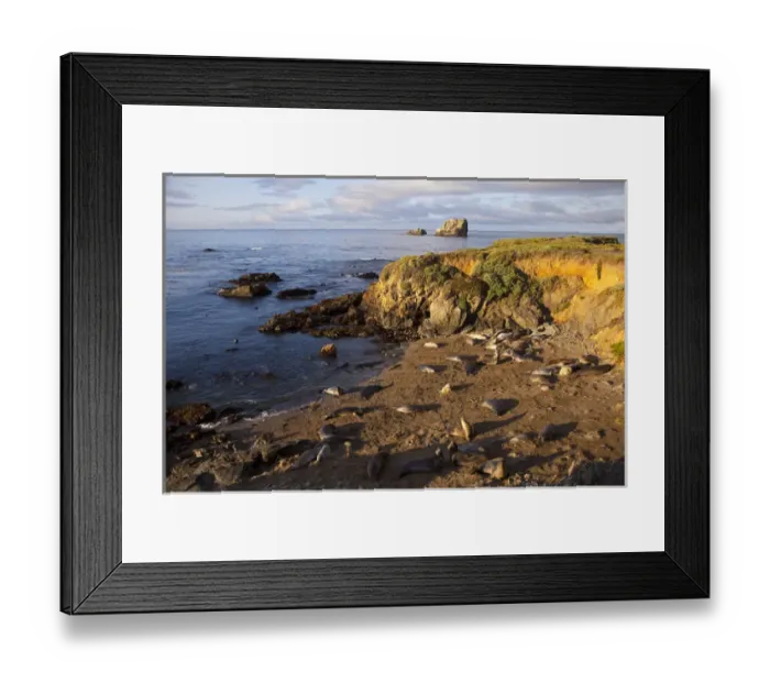 Framed Print : Elephant seal rookery near San Simeon in Big Sur, California, USA