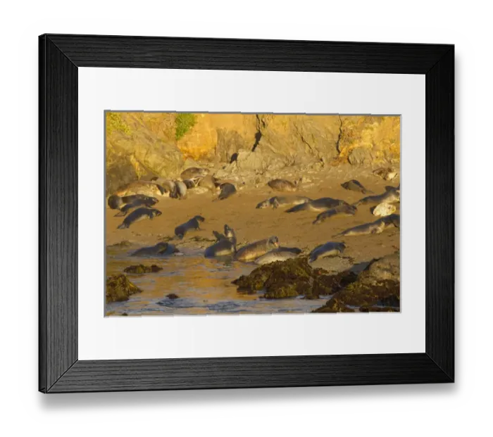 Framed Print : Elephant seal rookery near San Simeon in Big Sur, California, USA Framed Print : Elephant seal rookery near San Simeon in Big Sur, California, USA