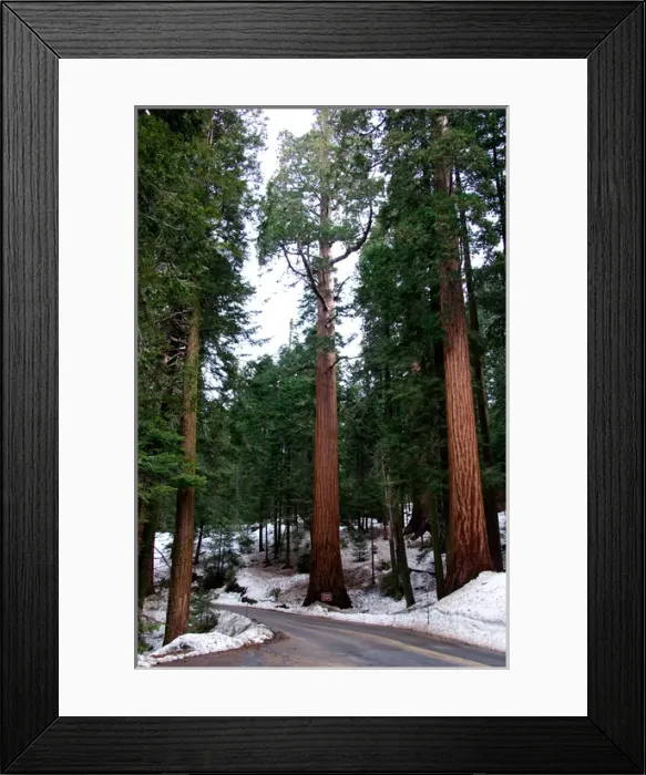 Framed Print : NA, USA, California, Seuqoia National Park. Giant redwood trees