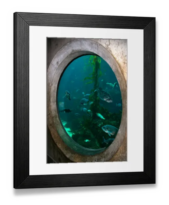 Framed Print : NA, USA, California, Monterey. Fish swim in an underwater display at the Monterey Framed Print : NA, USA, California, Monterey. Fish swim in an underwater display at the Monterey