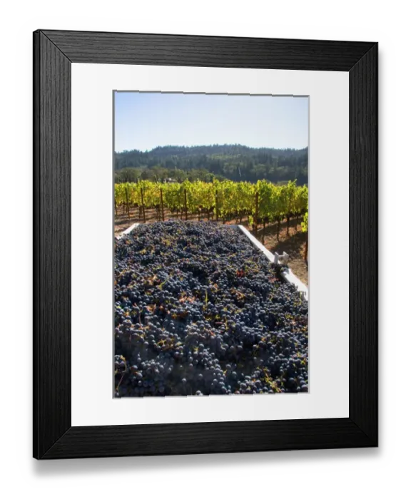 Framed Print : Harvested wine grapes in Napa Valley, California Framed Print : Harvested wine grapes in Napa Valley, California